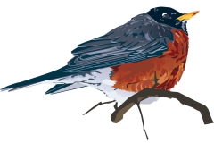 Robin Illustration